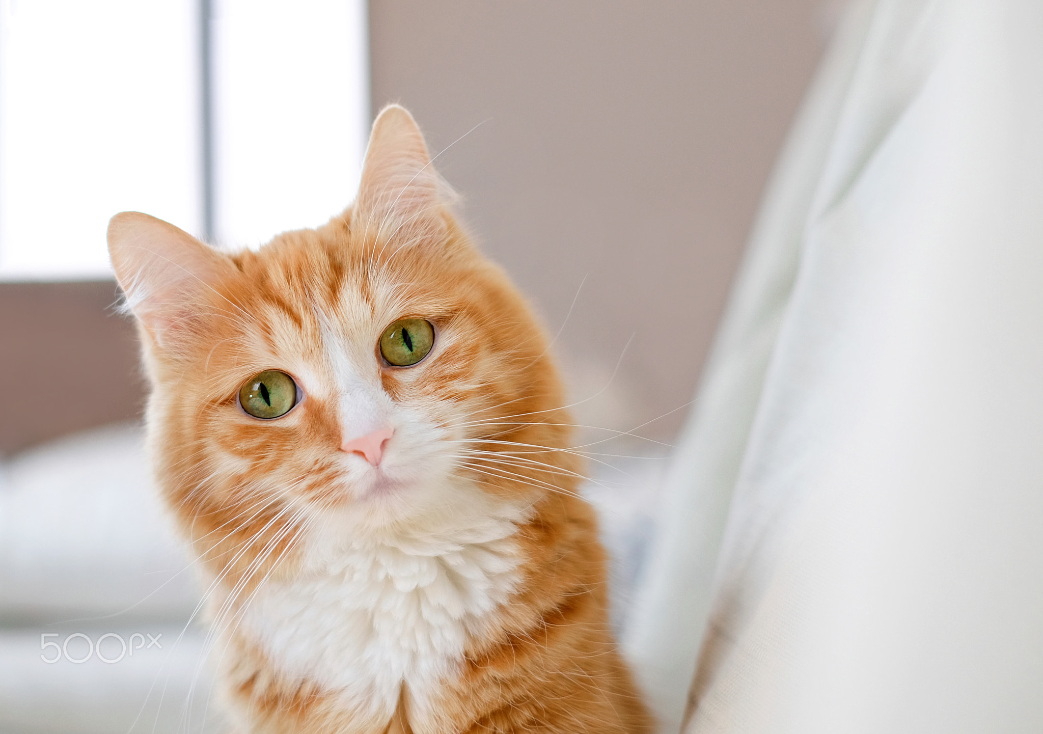 Ginger cat 