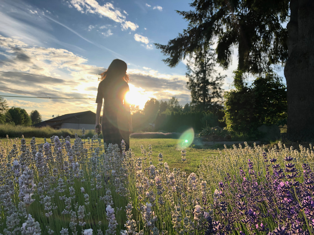 Mặt trời lặn tại cánh đồng hoa oải hương ở Seattle