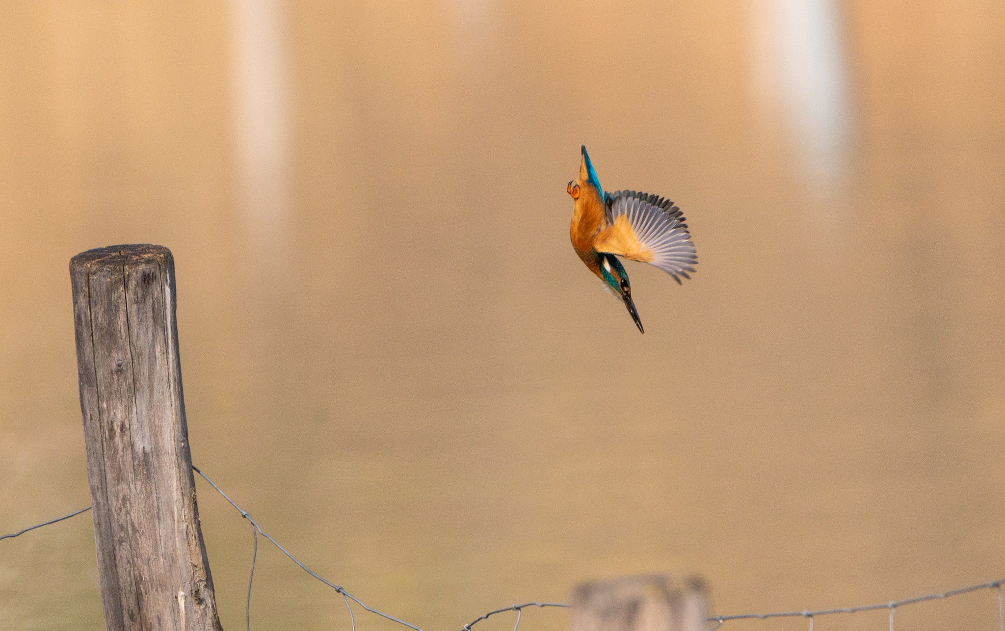 Kingfisher launching