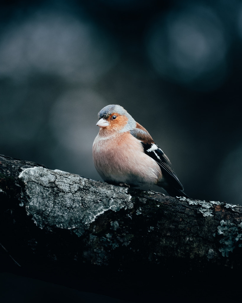 Chadfinch  by Paul Boomsma on 500px.com