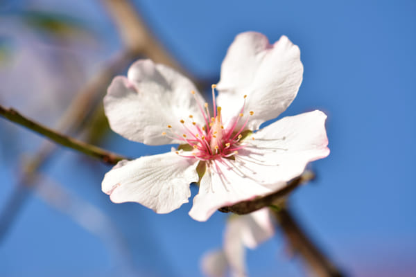 梅花by 南腔北调人| 500px