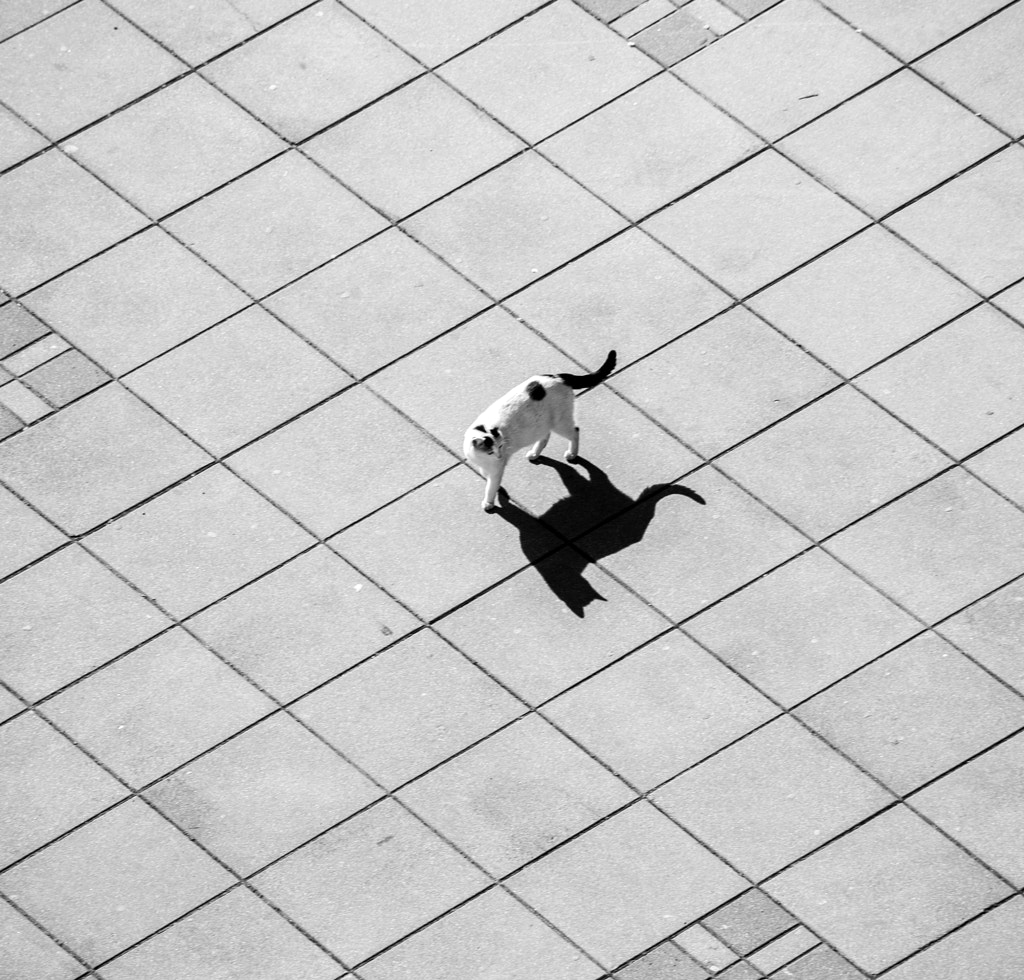 Afternoon Shadows  by Viseslav Kodzo Beric on 500px.com