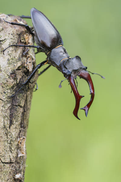 maennlicher-hirschkaefer-lucanus-cervus-male-stag-beetle-by-chris-bo
