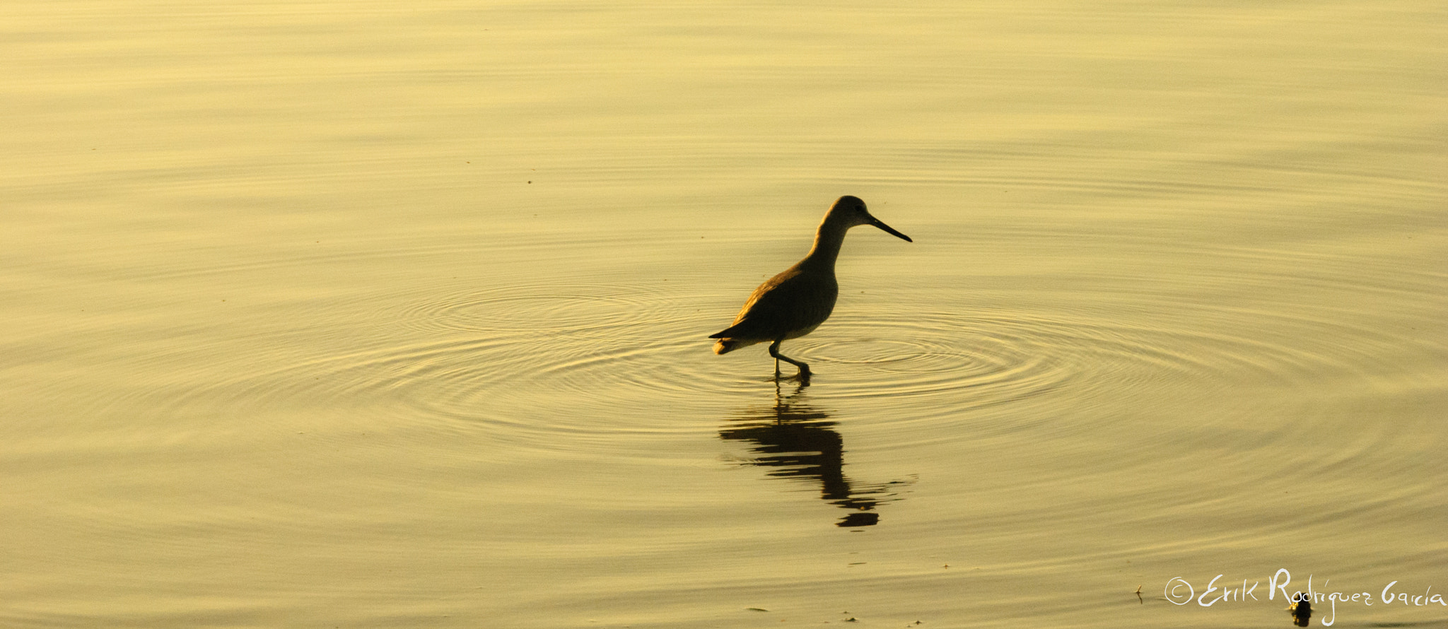 Morning willet