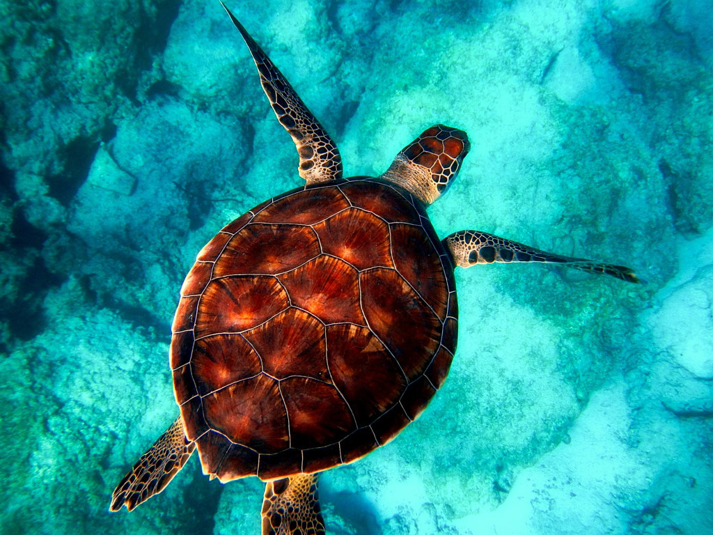 Sea turtle by Thành Hi?u Lê on 500px.com