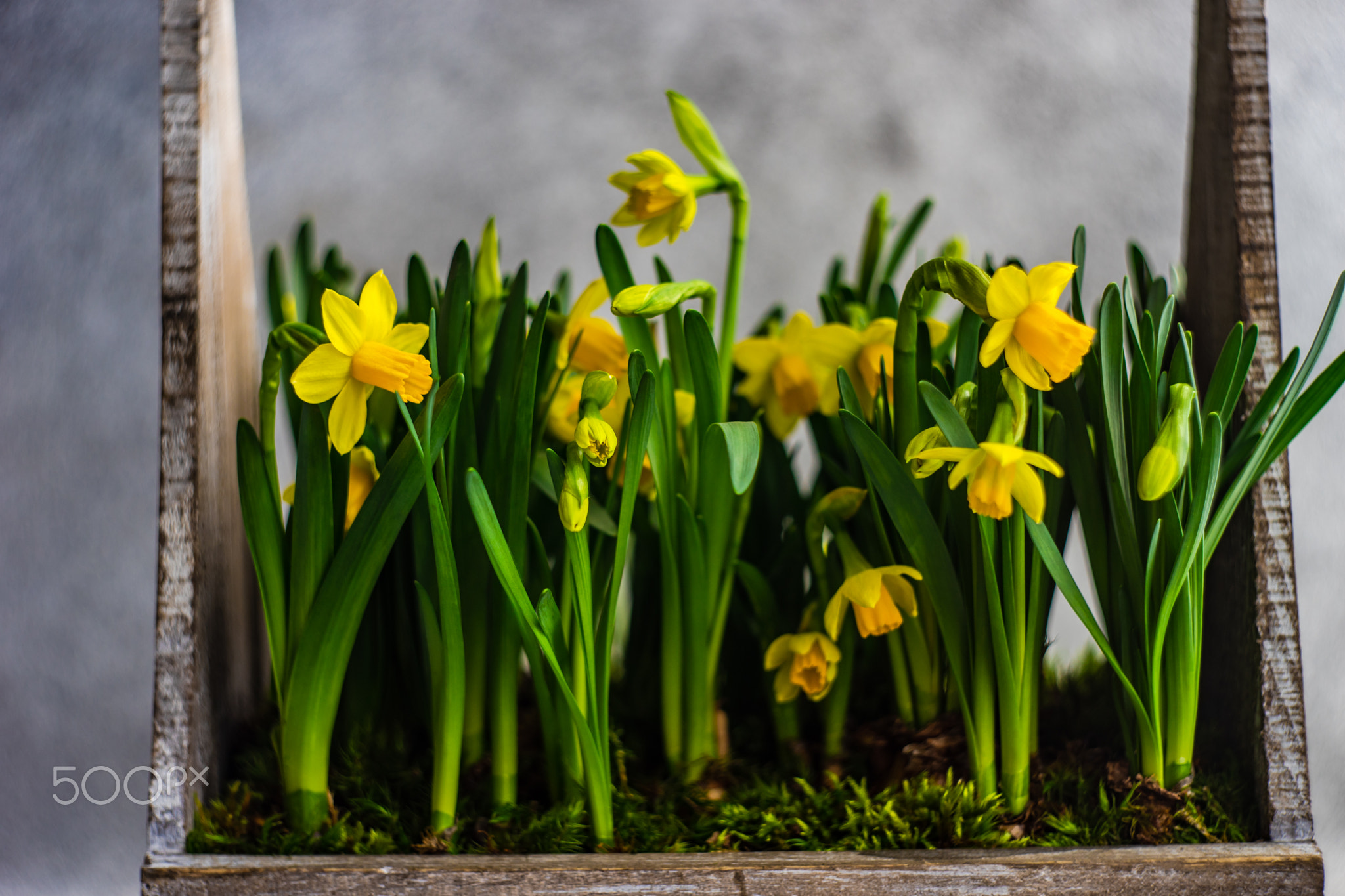 Interior composition with yellow daffodils