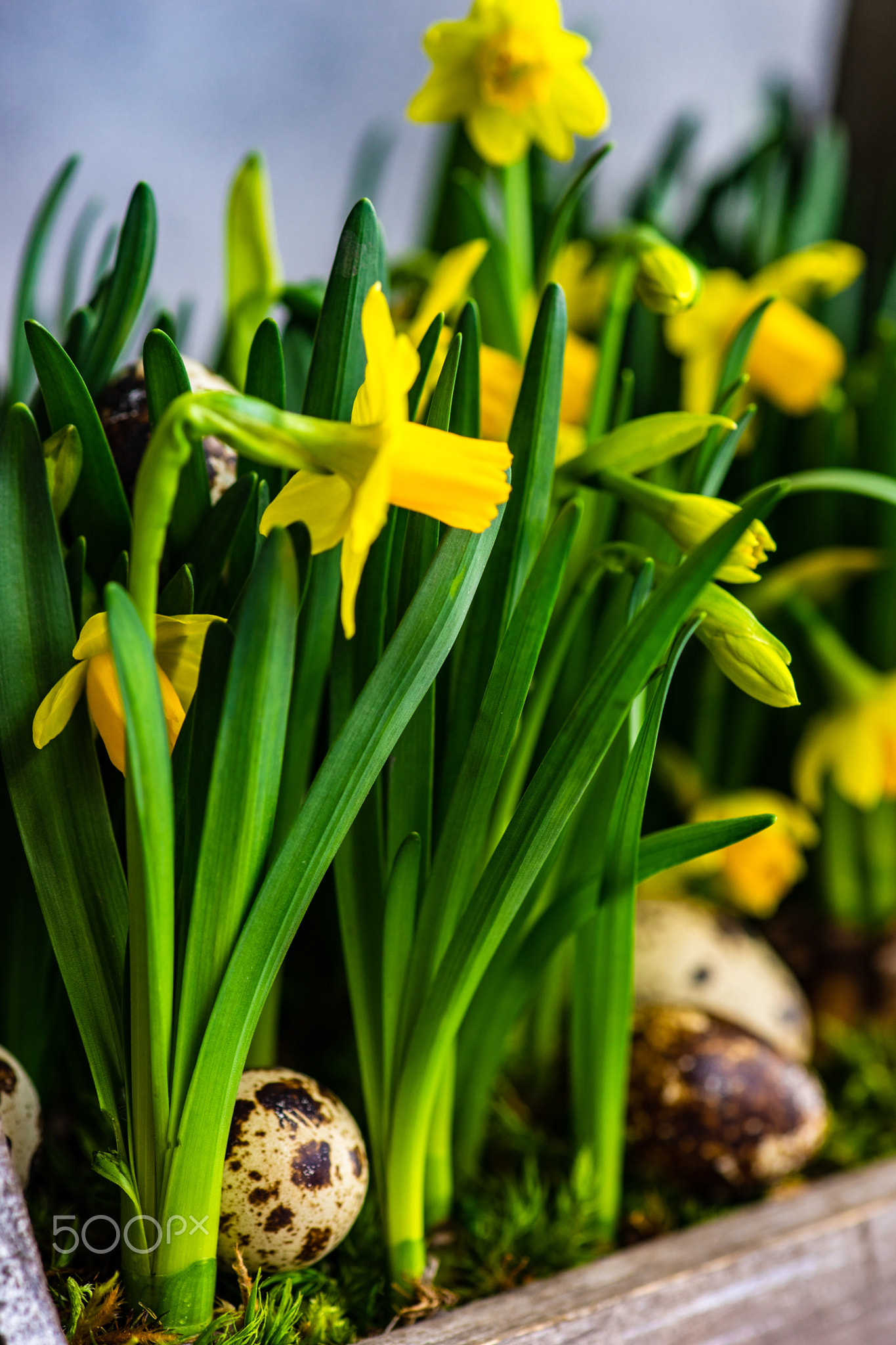 Interior composition with yellow daffodils