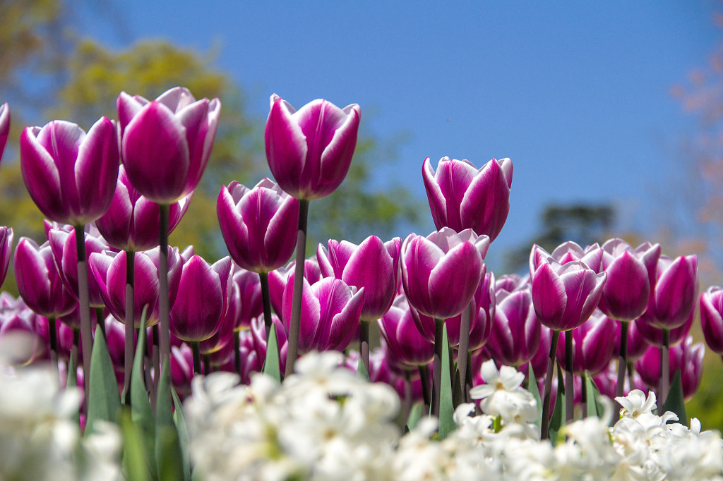 Adelantos de primavera by Cesar Ordóñez on 500px.com