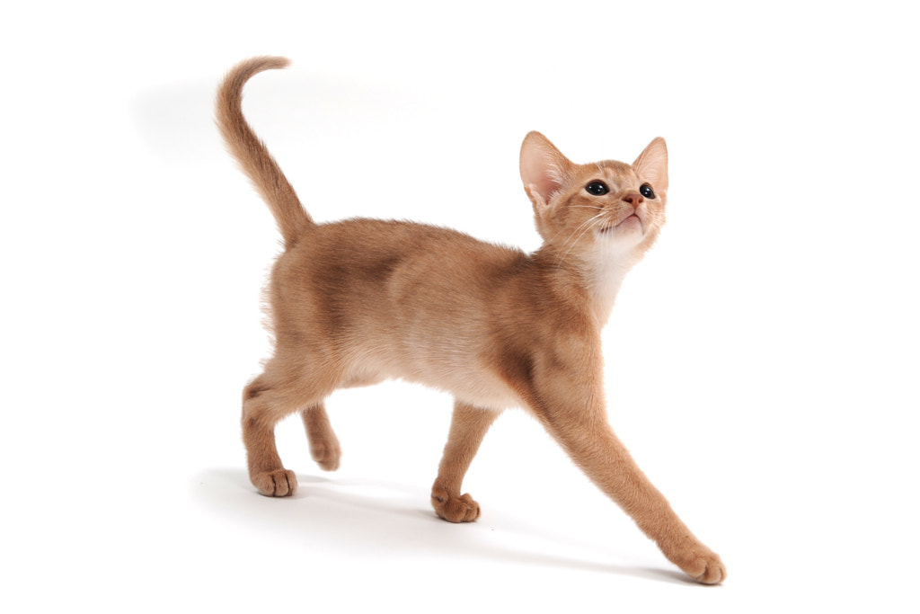 ginger purebred kitten on a white background by Евгений Порохин on 500px.com