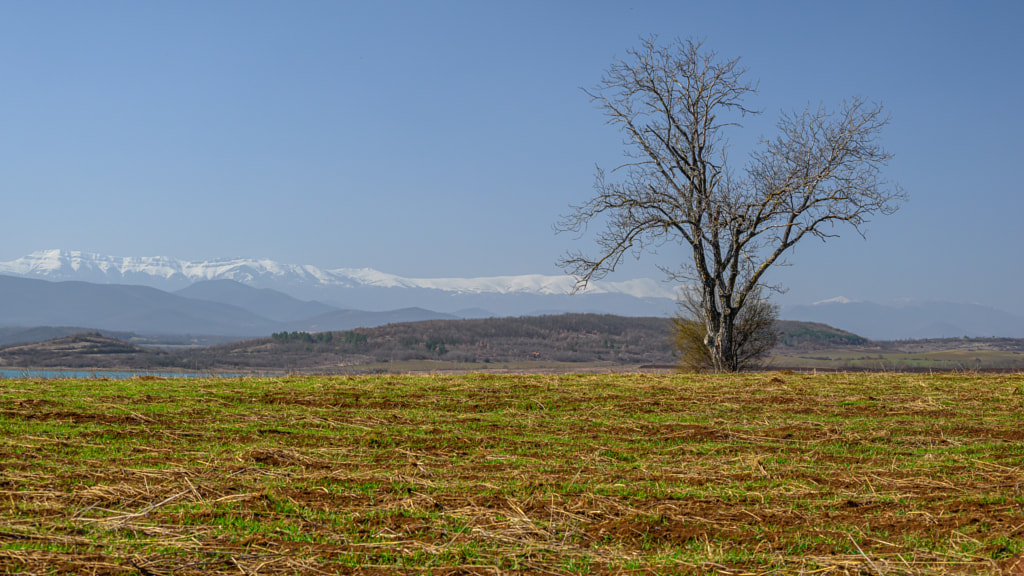 Lonely tree on front of snowcapped mountains by Milen Mladenov on 500px.com