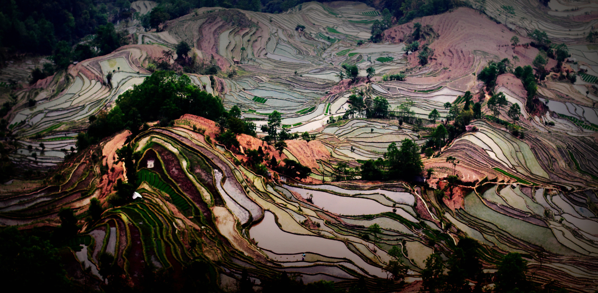 Colorized Rice terrace