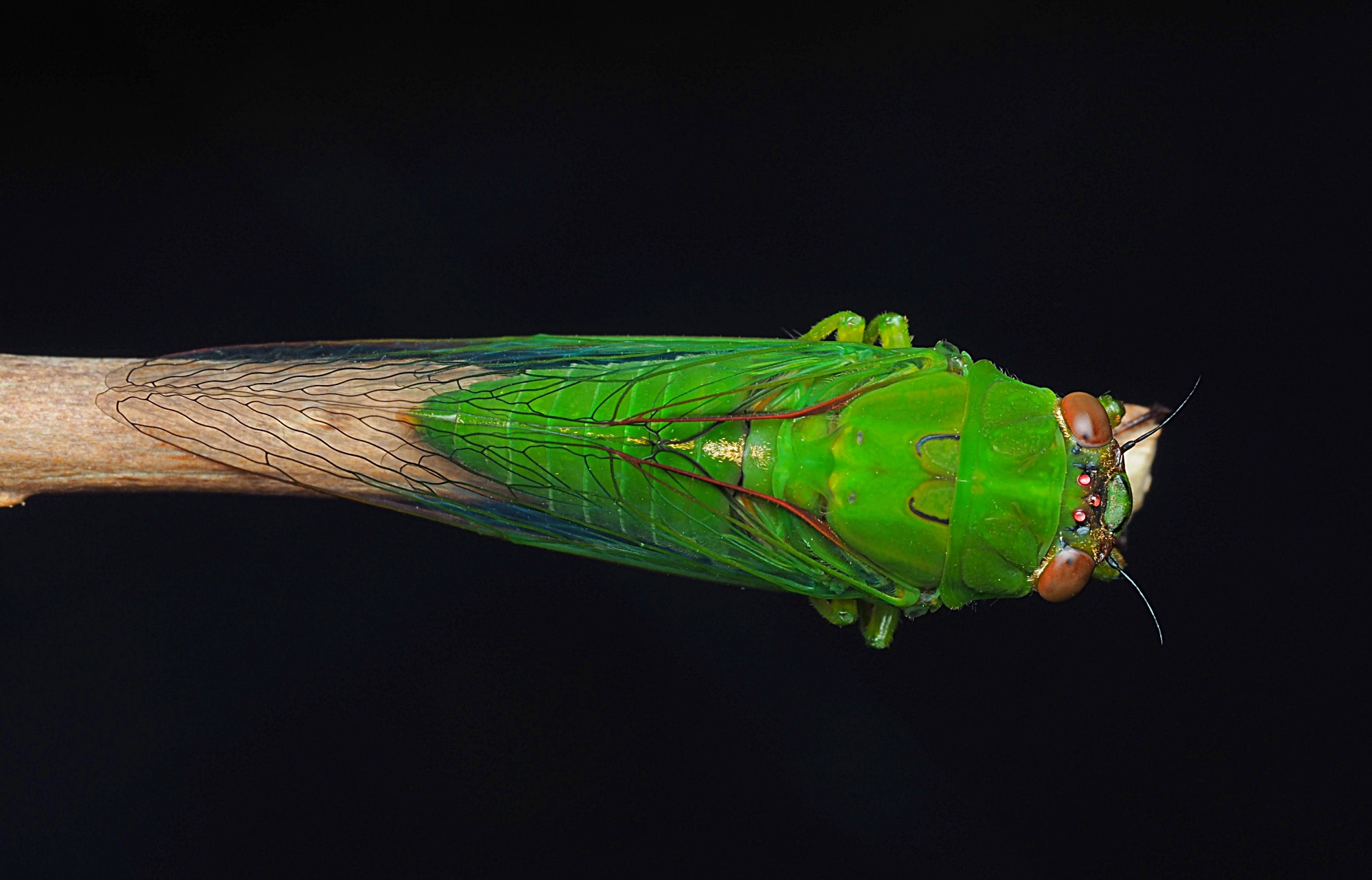 April Green Cicada by Tom Musson / 500px