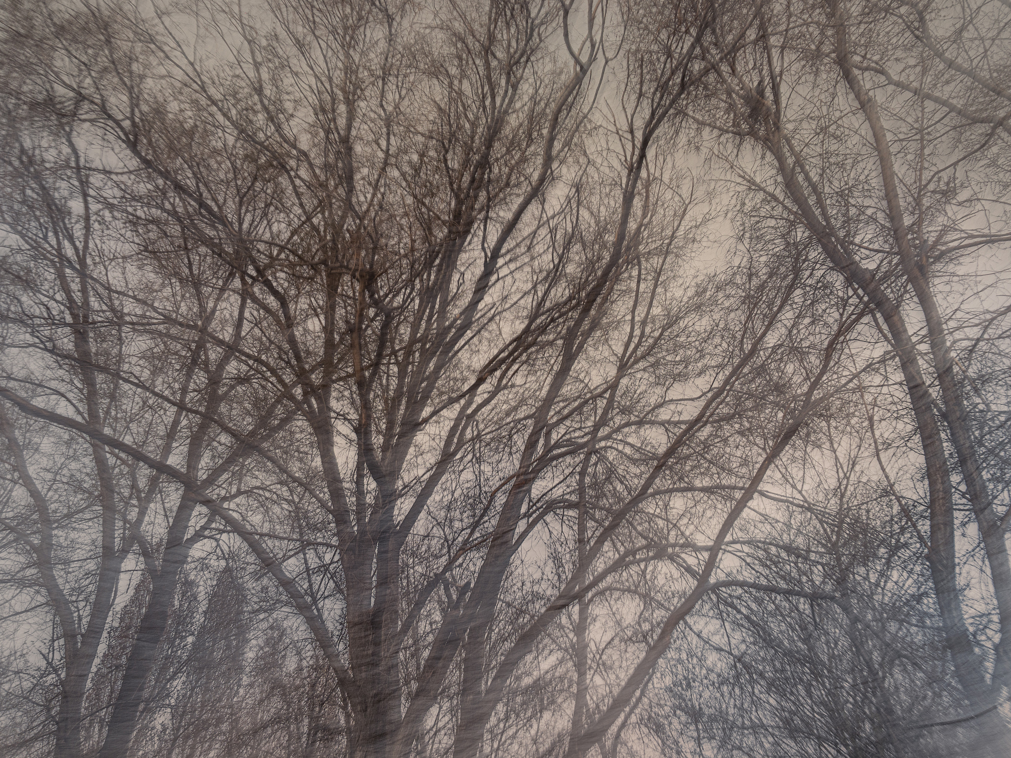 synapse