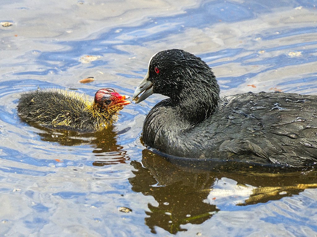 Kidjibroon by Paul Amyes on 500px.com