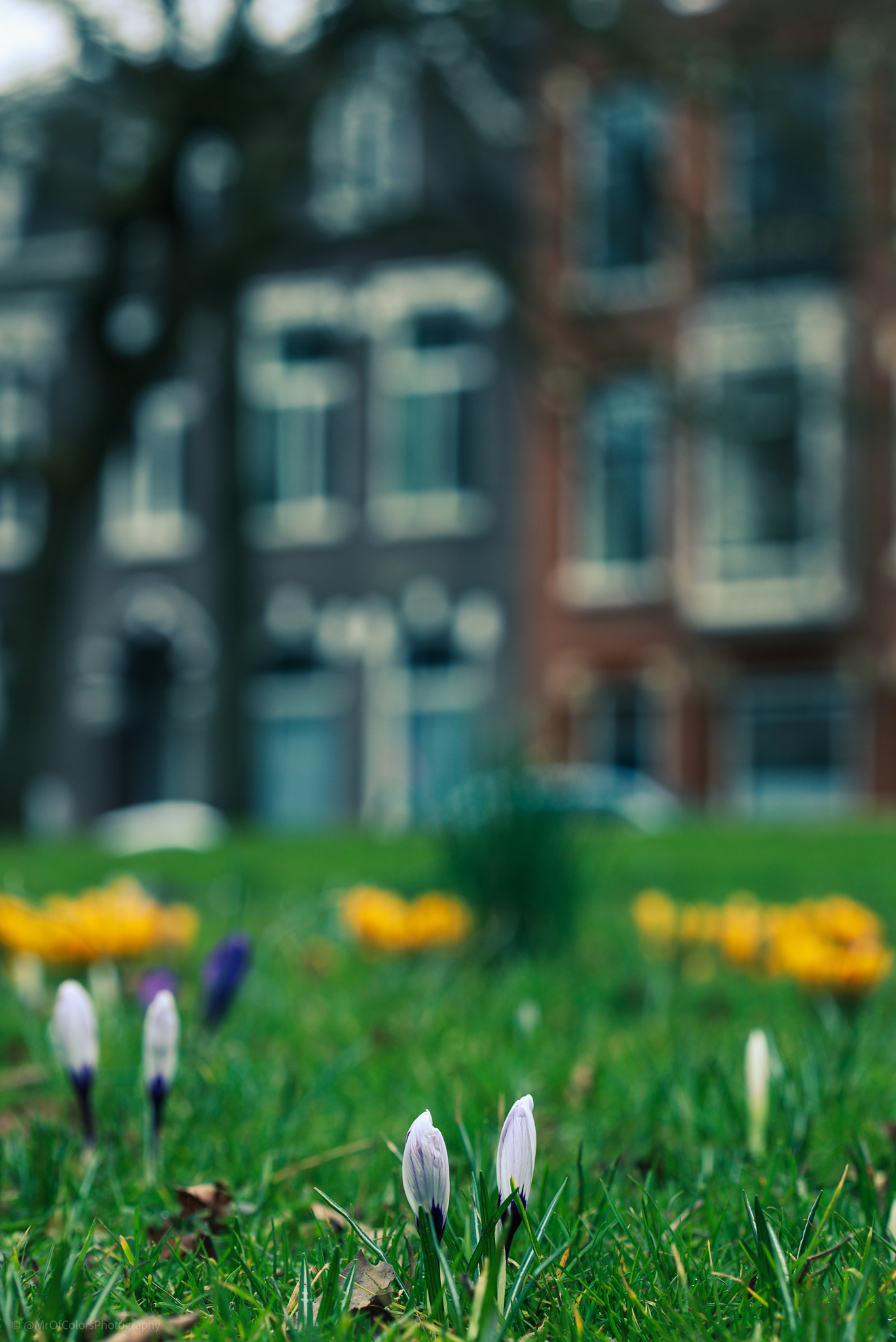 In The NoorderplantsoenPark 04-03-2021 by DillenvanderMolen