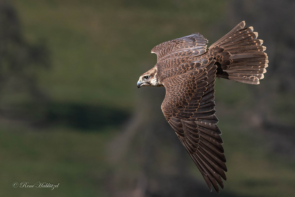 Falke im Flug by René Hablützel / 500px