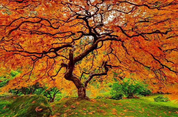 Vibrant Autumn Leaves on a Japanese Maple Tree | nature