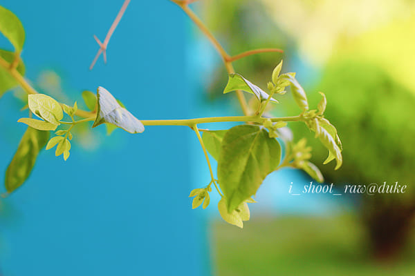 花恋蝶飞by 姜太公zk_jiang | 500px