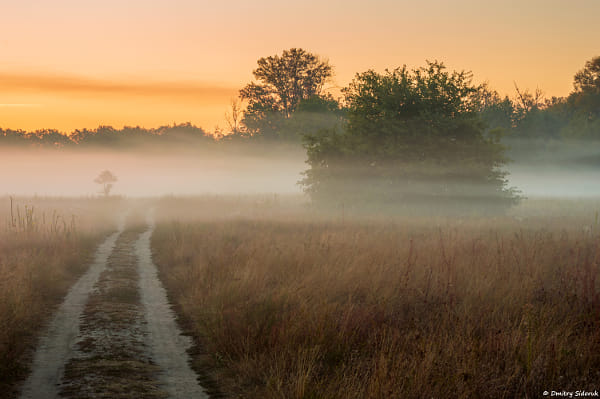 Foggy morning by Dmitry Sidoruk