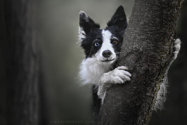 Leep in the wild by Claudio Piccoli
