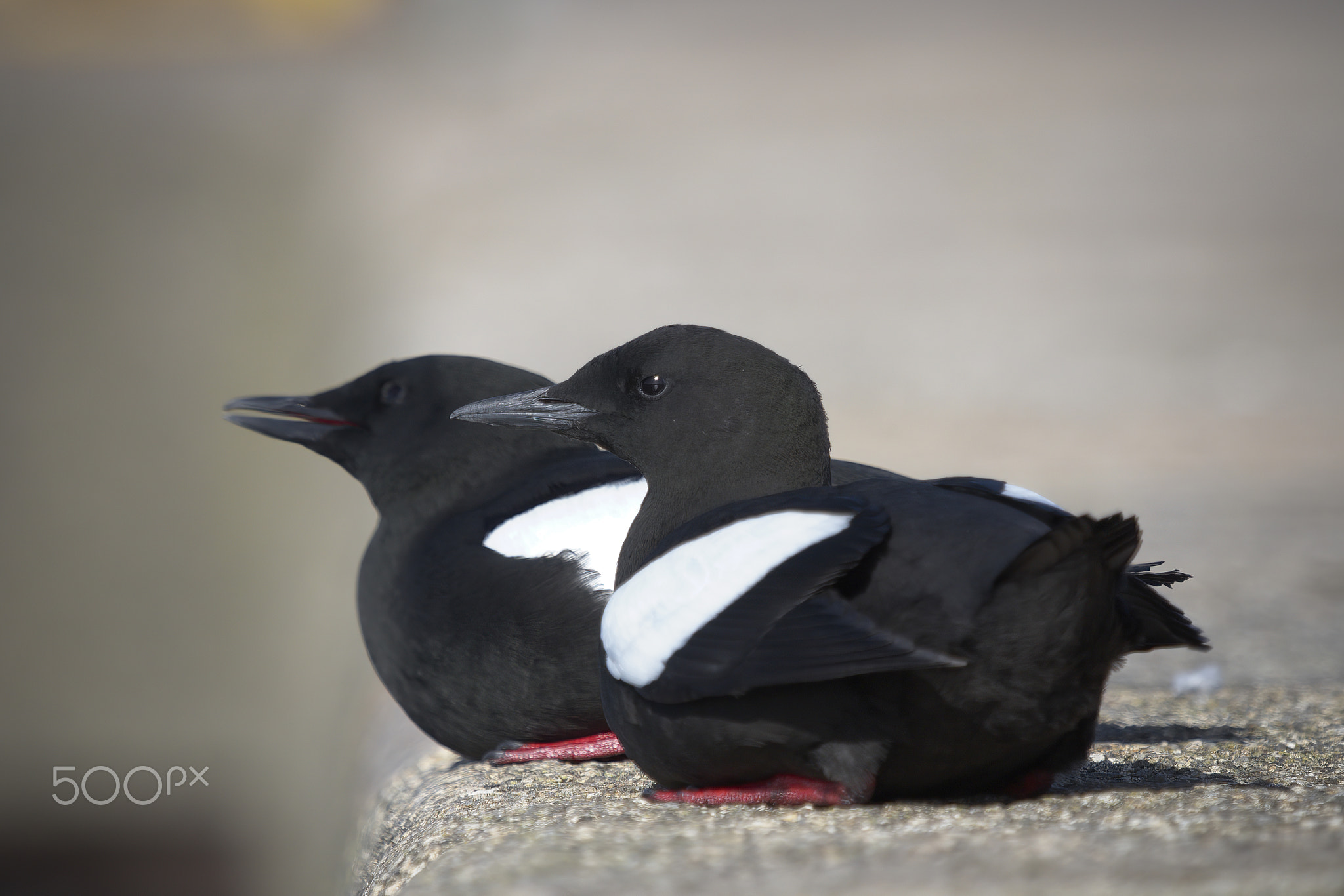 Nice Tux