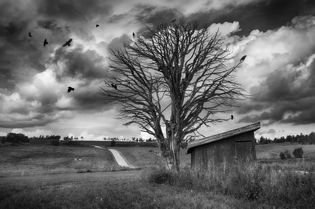 Landscape with crows by Ketil Valle on 500px.com