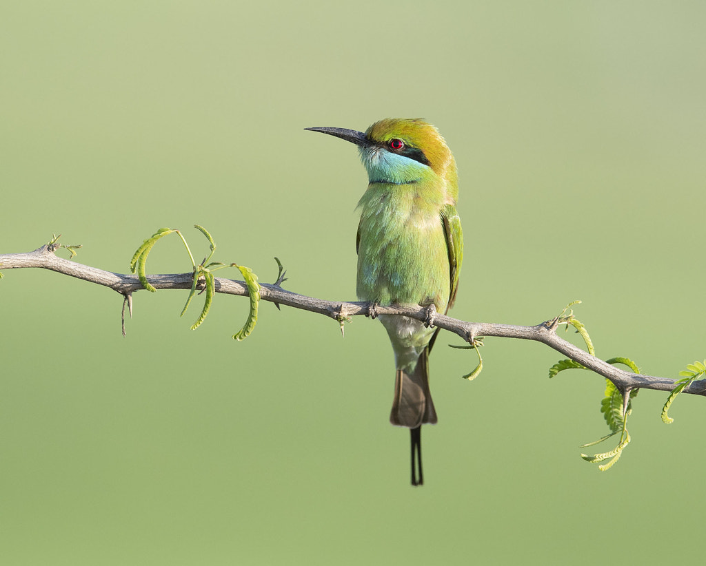 Bee-eater by Arshad Ashraf on 500px.com