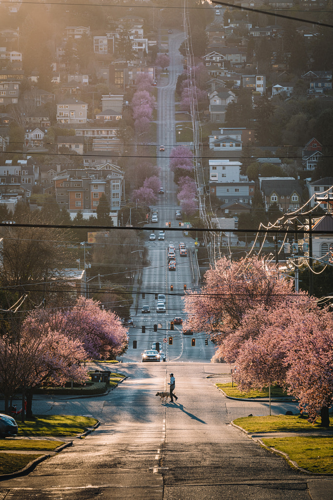 Cherry Blossom by Tristan Zhou on 500px.com