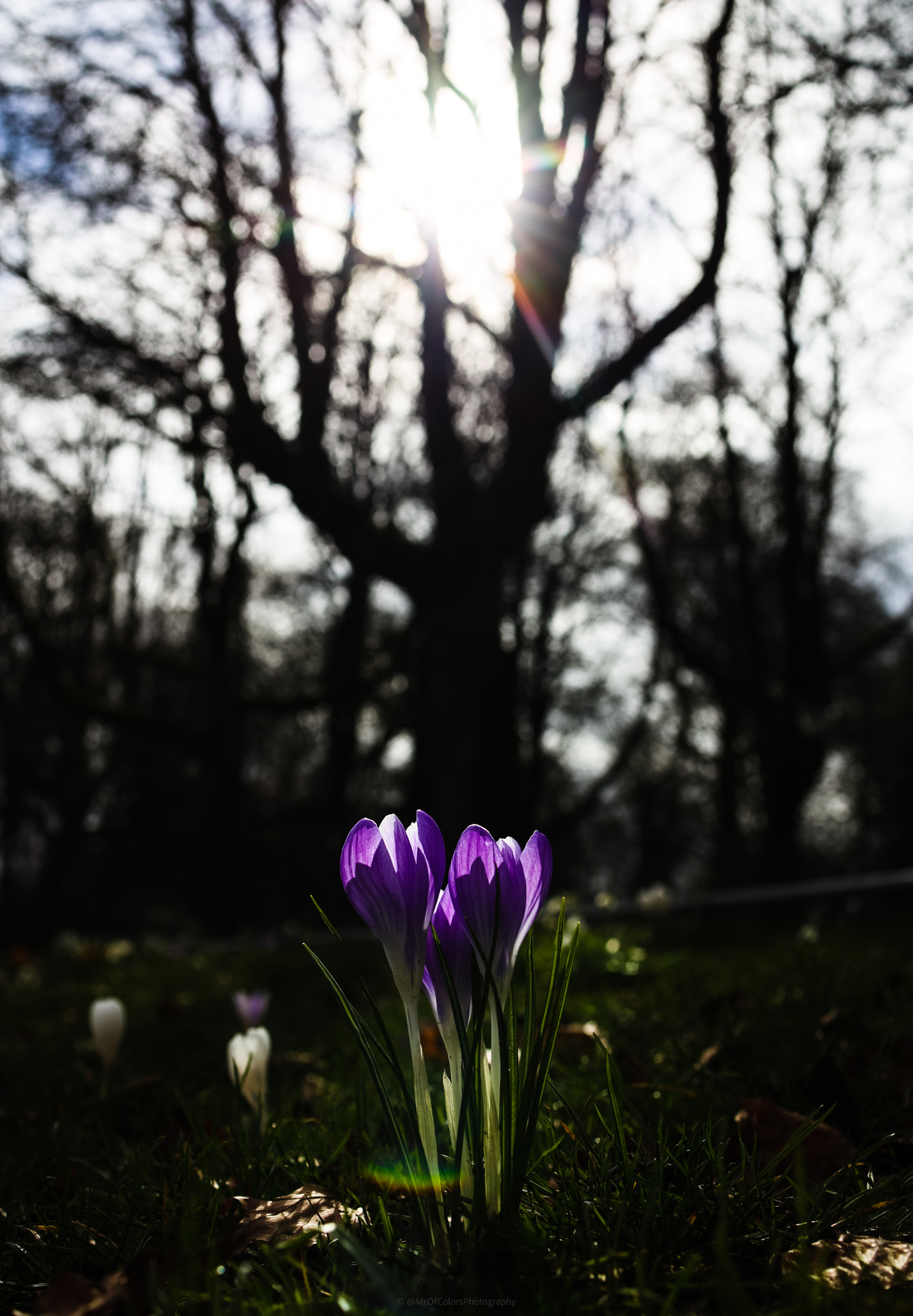 Standing in the Park (17-03-2021) by DillenvanderMolen