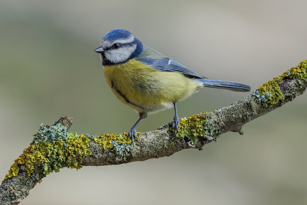 Cyanistes caeruleus by pepe ros on 500px.com