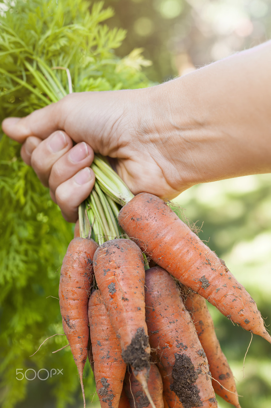 Nikon D3X sample photo. Fresh carrots from garden photography