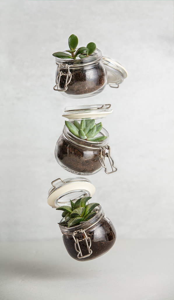 Small succulent plants by Natalia Klenova on 500px.com