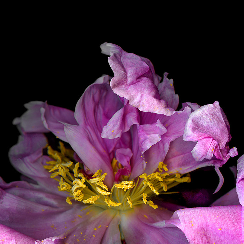AND NOW, FOR THE PEONIES...