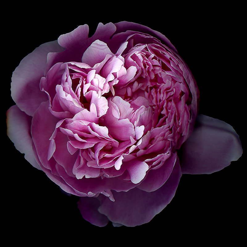 AND NOW, FOR THE PEONIES...