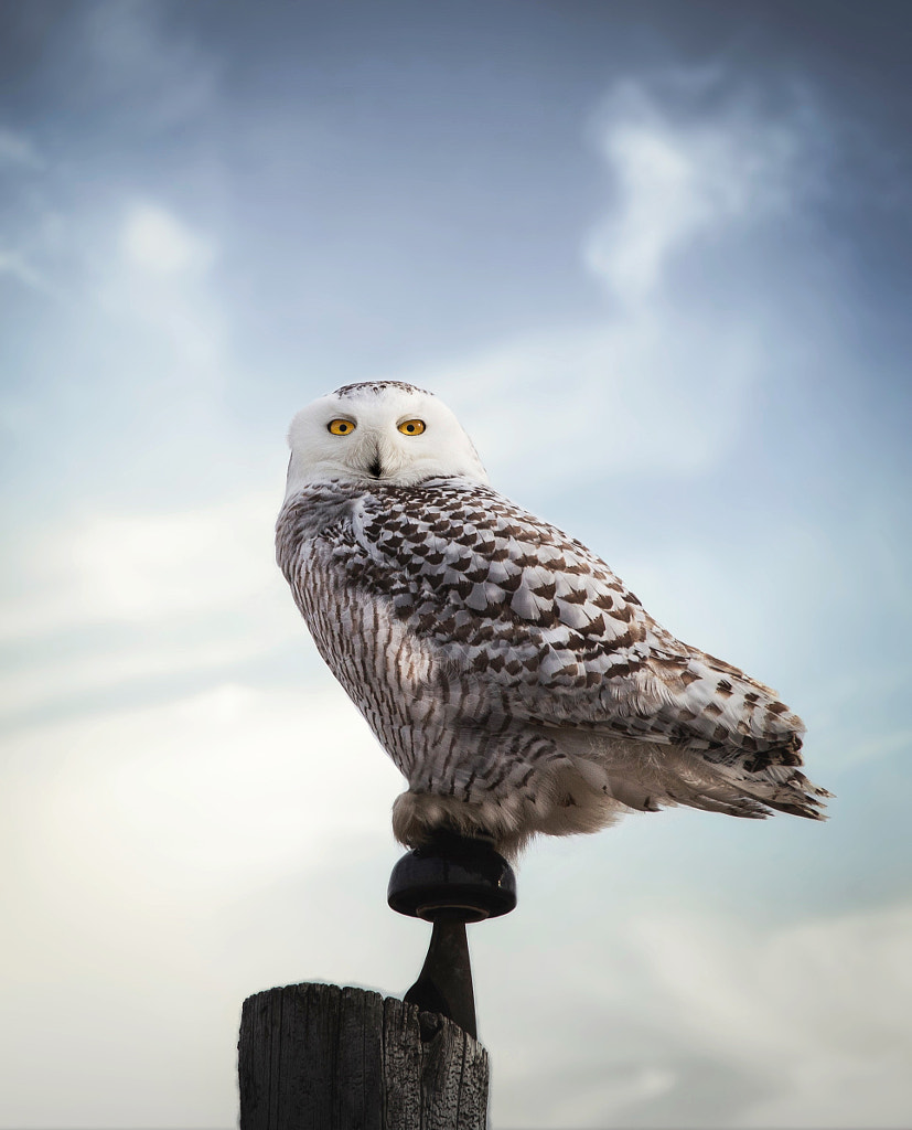 Snowy Owl With the High Ground by Seth Macey on 500px.com