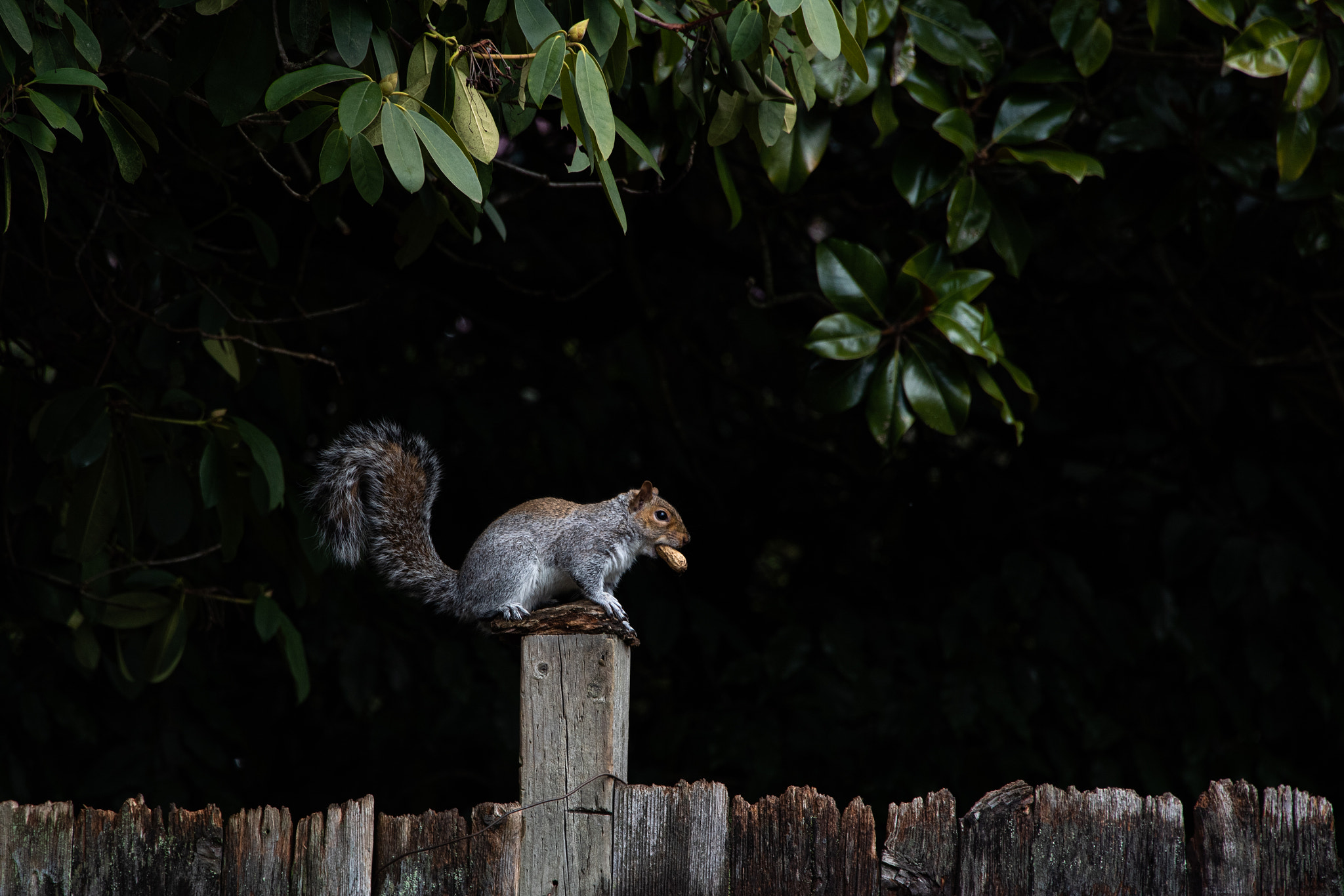 The squirrel is stealing a peanut