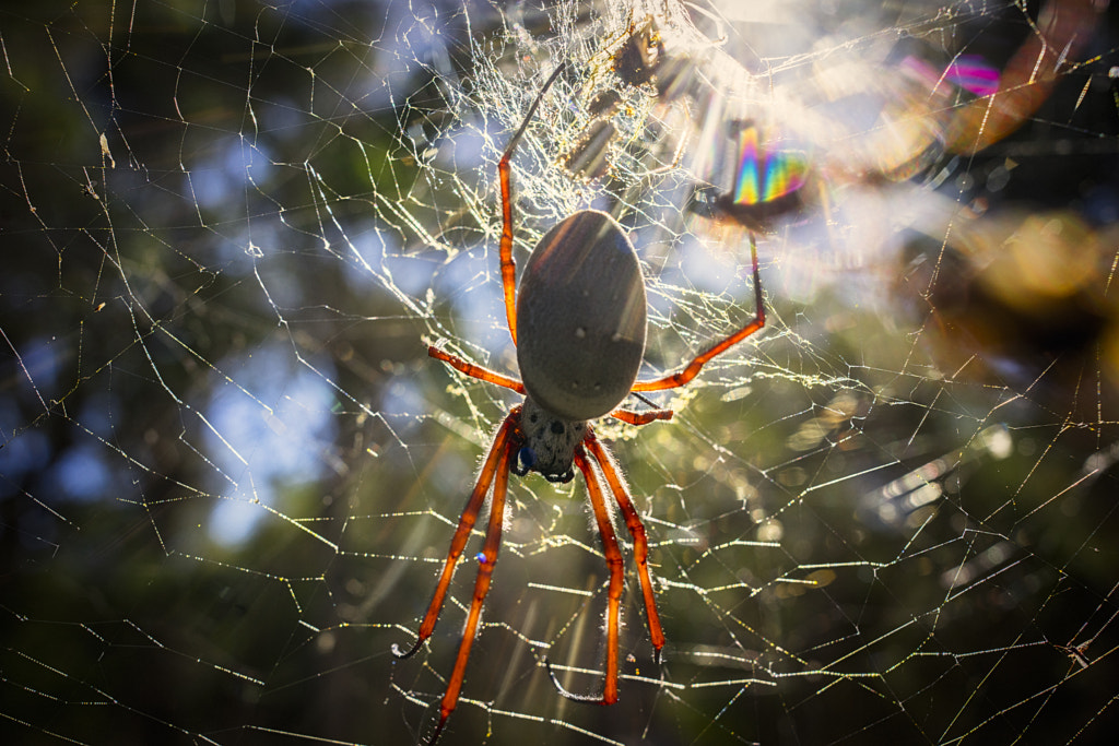 Golden Orb-Weaving Spider by Paul Amyes on 500px.com