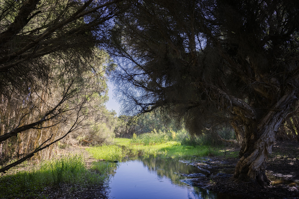 Yellagonga Regional Park by Paul Amyes on 500px.com