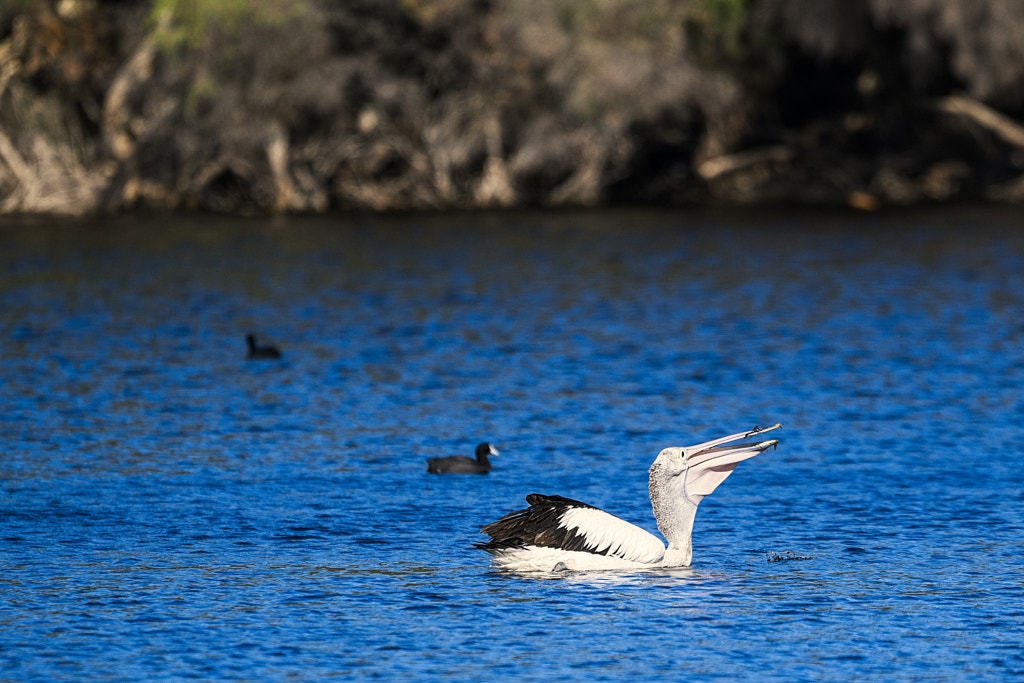 Boodelong by Paul Amyes on 500px.com