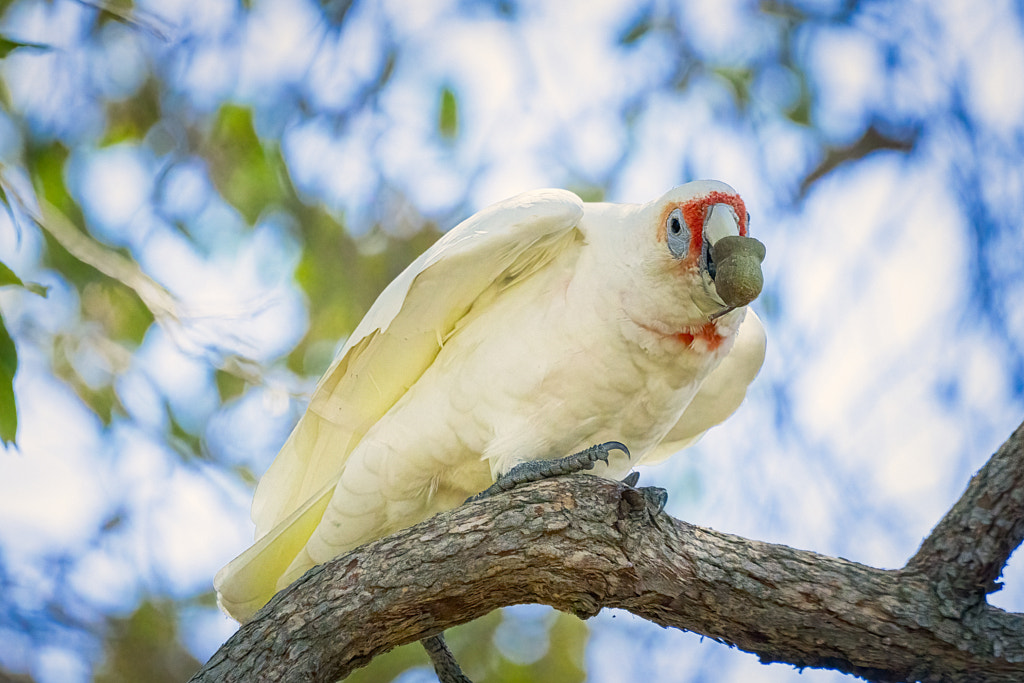 Manyt by Paul Amyes on 500px.com