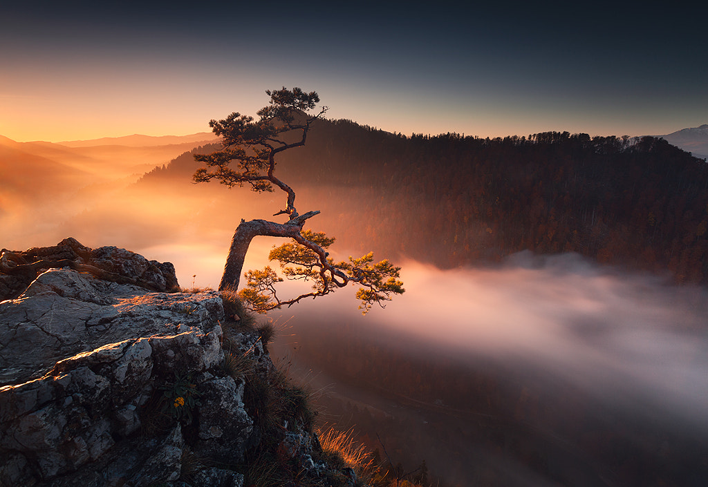 Bonsai by Karol Nienartowicz on 500px.com