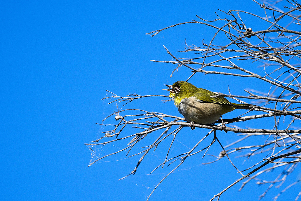 Boang by Paul Amyes on 500px.com