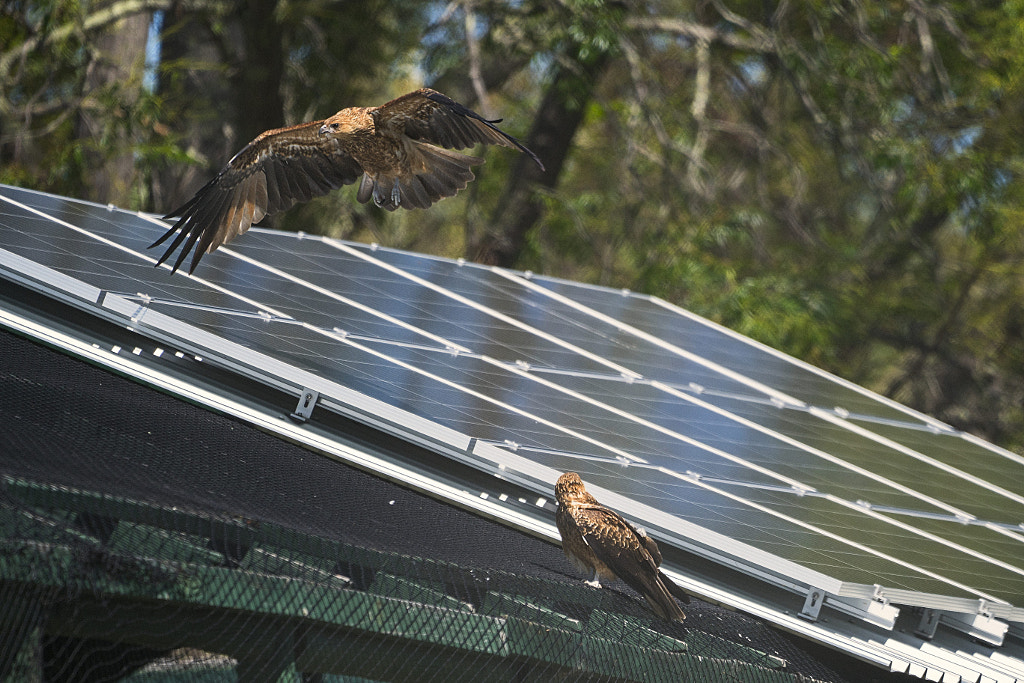 Djando by Paul Amyes on 500px.com