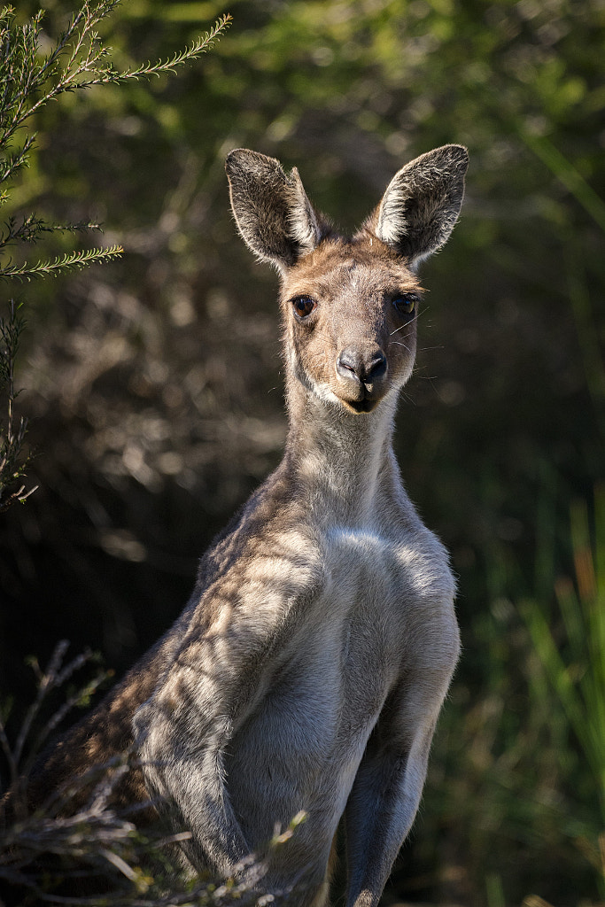 Yongka by Paul Amyes on 500px.com