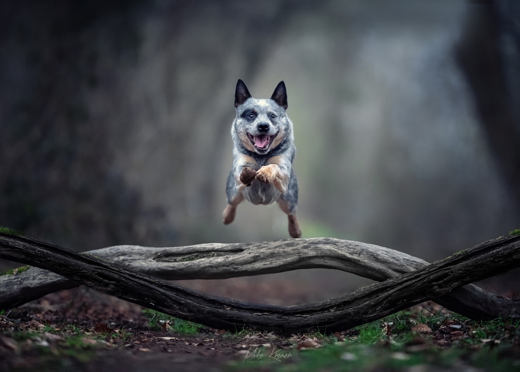 No limit - Flynn in action by Mike Kremer on 500px.com