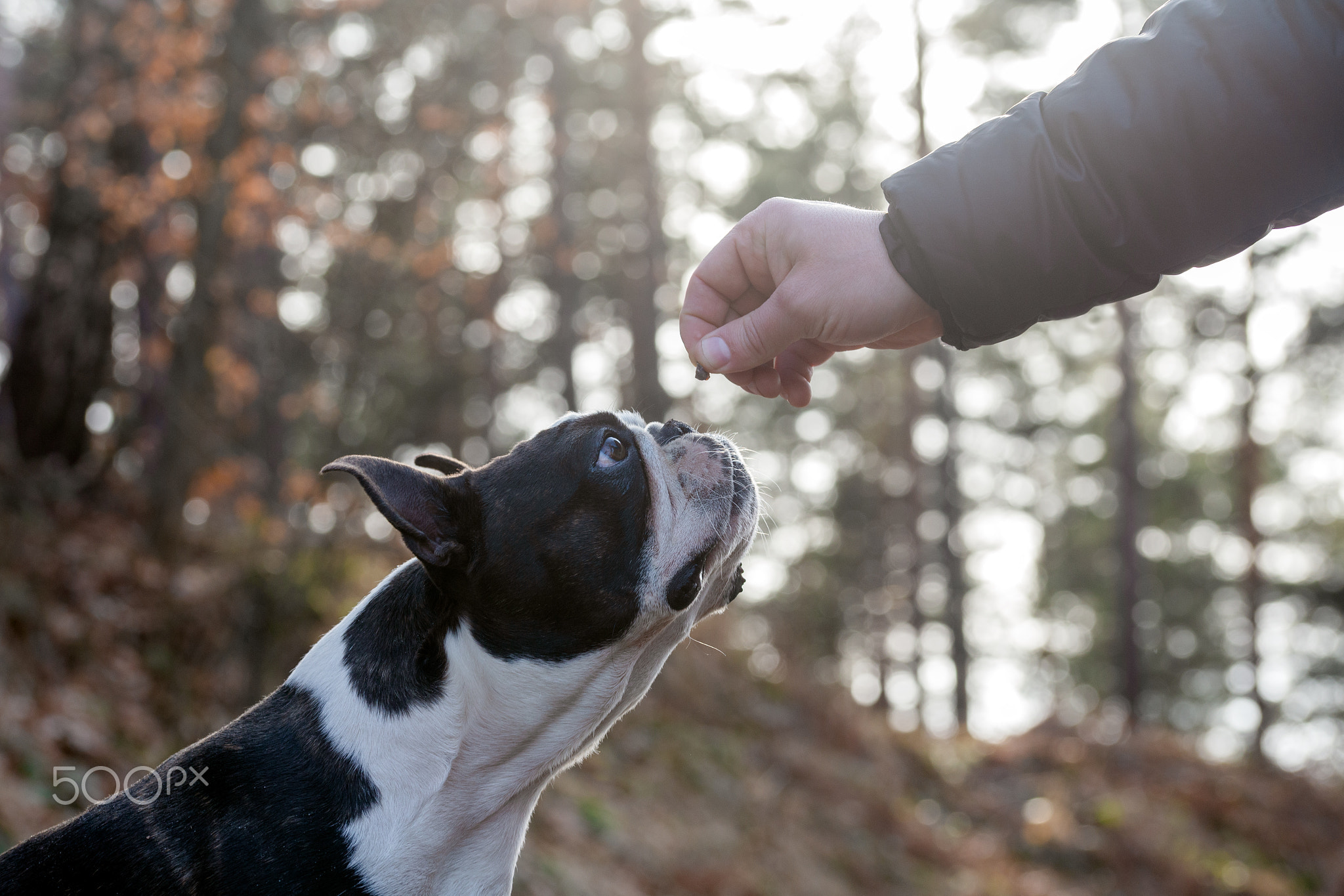 Give me this treat, please