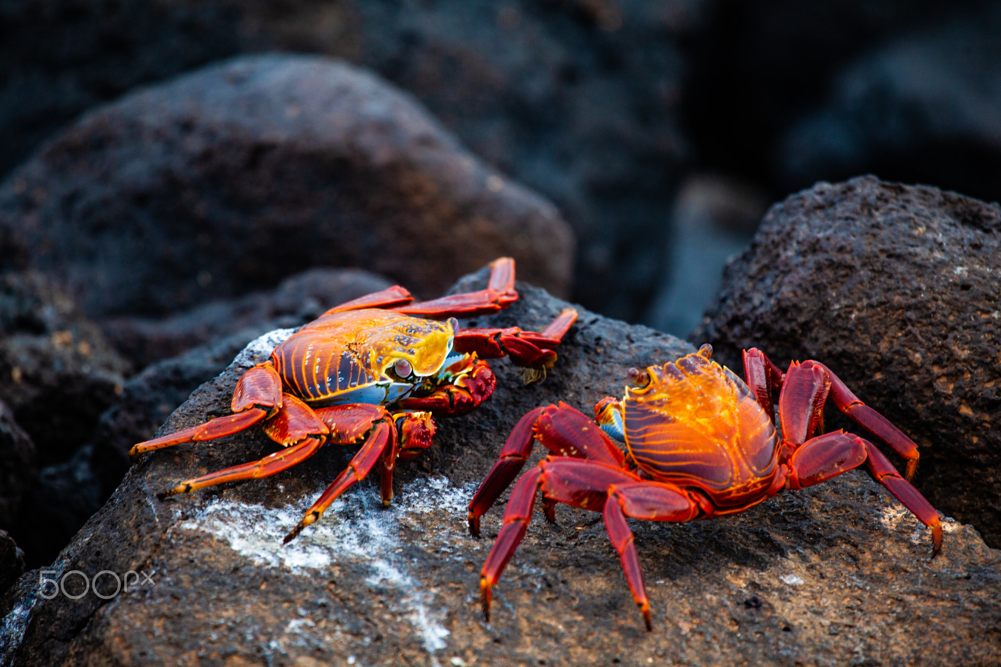 Two Crabs