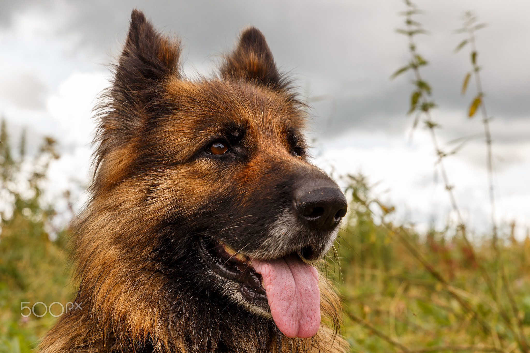German shepherd dog lies