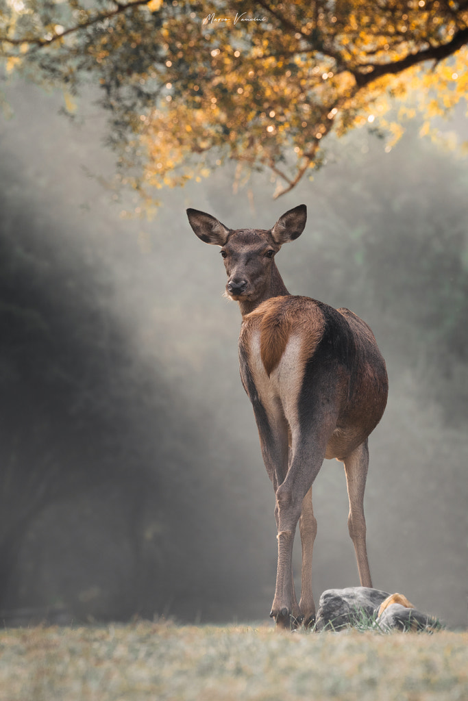 Sguardi  by marco vancini on 500px.com