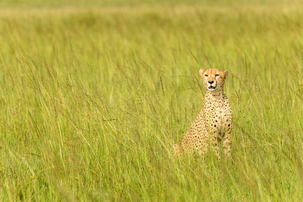 A Majestic Cheetah In Savanna by Wild Tales Images on 500px.com